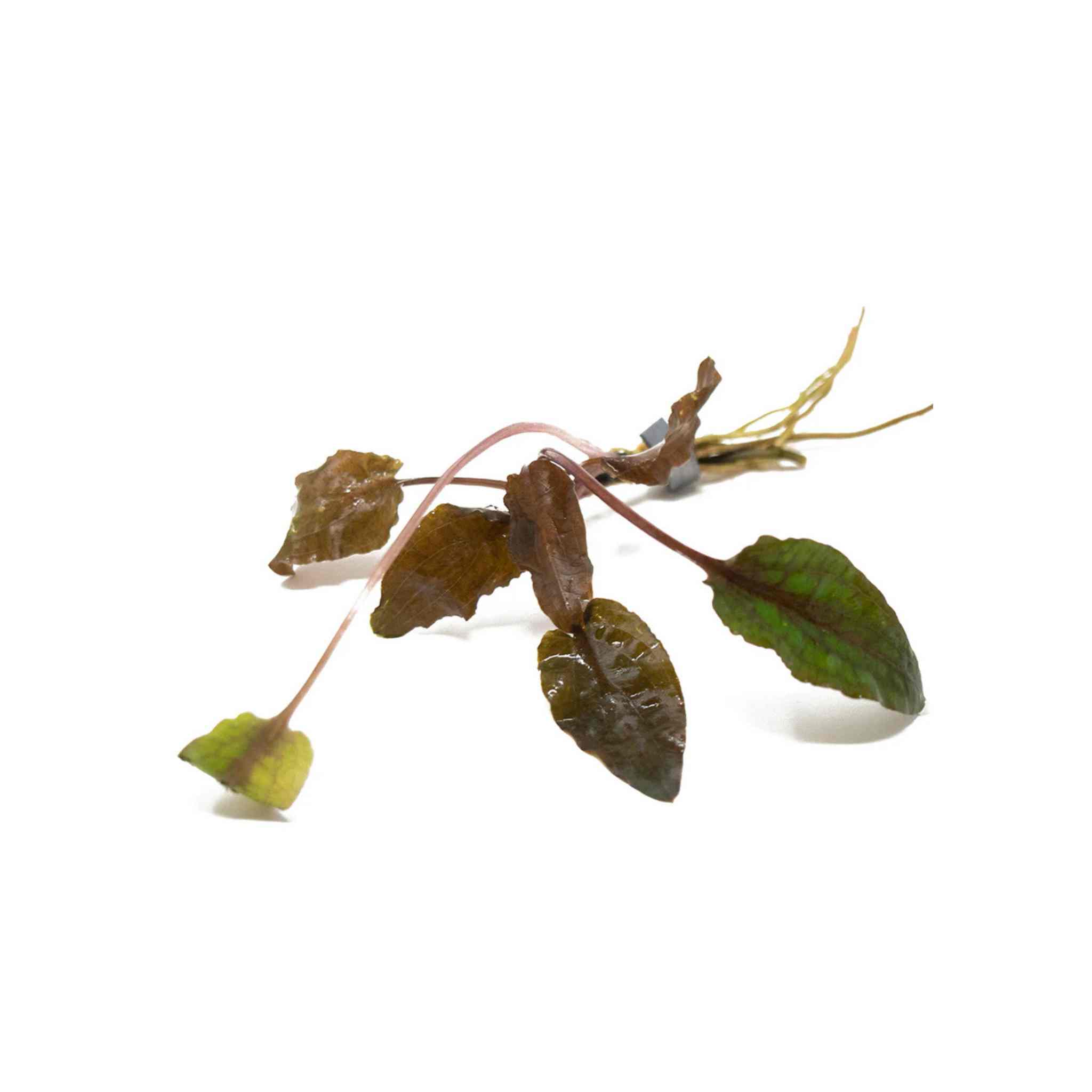 Cryptocoryne Wendtii Brown