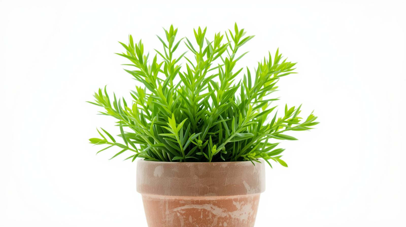 Anacharis Egeria Densa