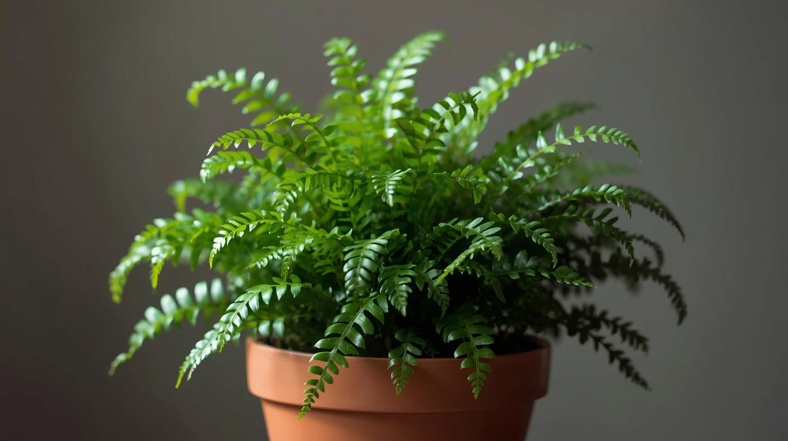 Java Fern Microsorum
