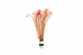 Rotala Wallichii (Bright Red) Plant