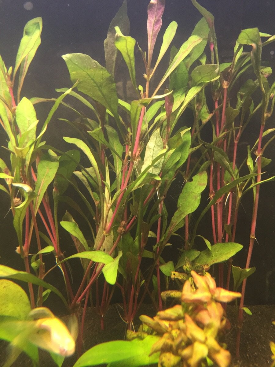 Alternanthera Rosanervig