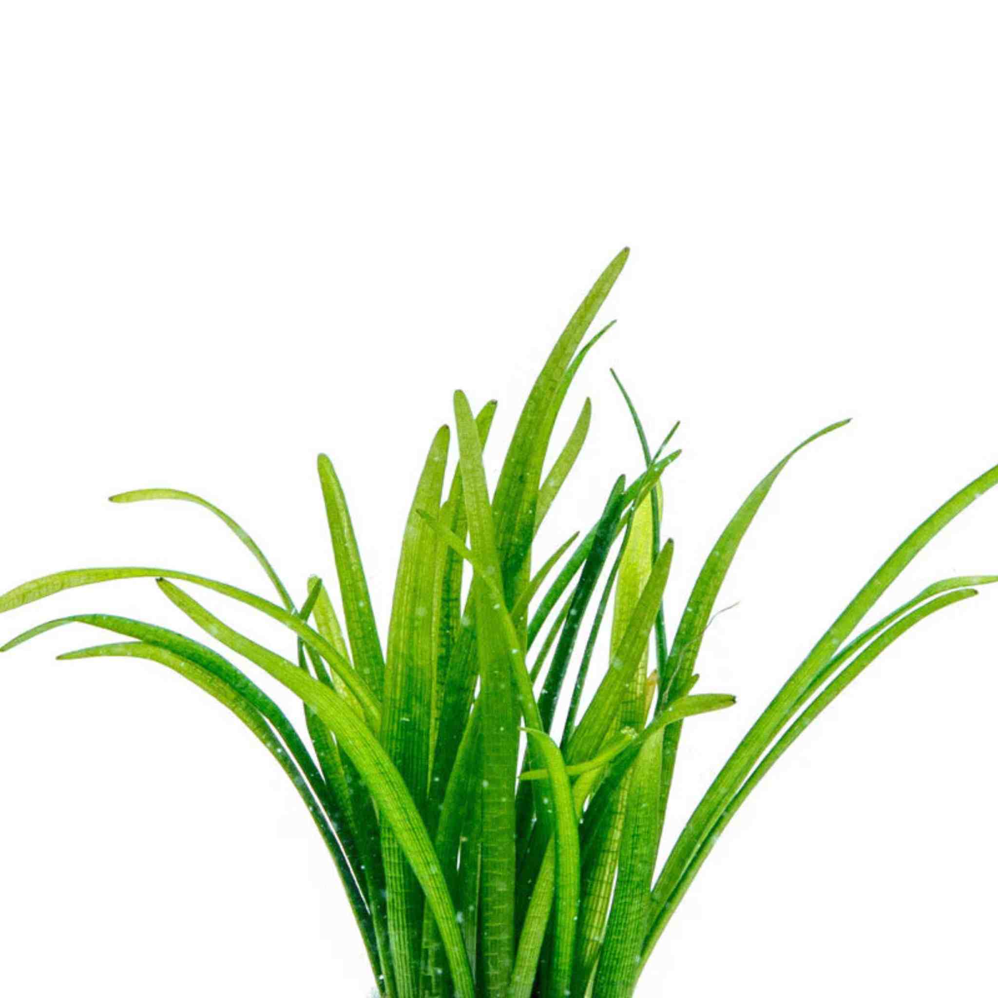 Dwarf Sagittaria Subulata