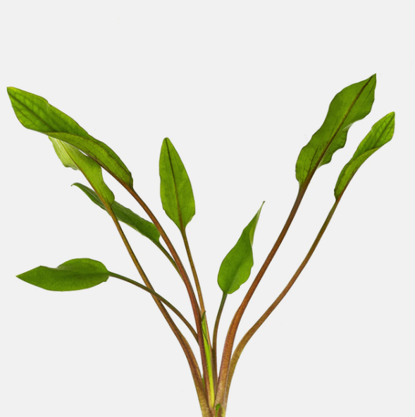 Cryptocoryne Crypt Lutea