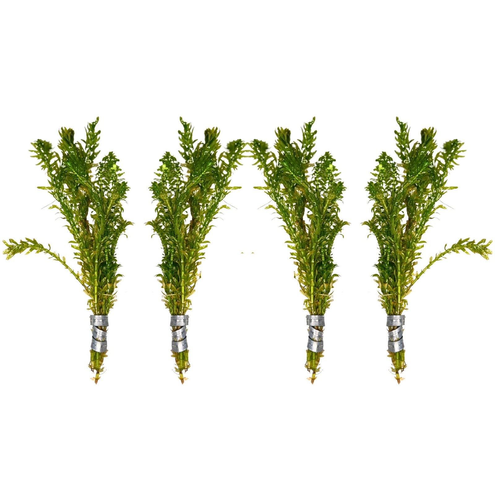 Anacharis and Hornwort Bundle Live Aquarium Plants