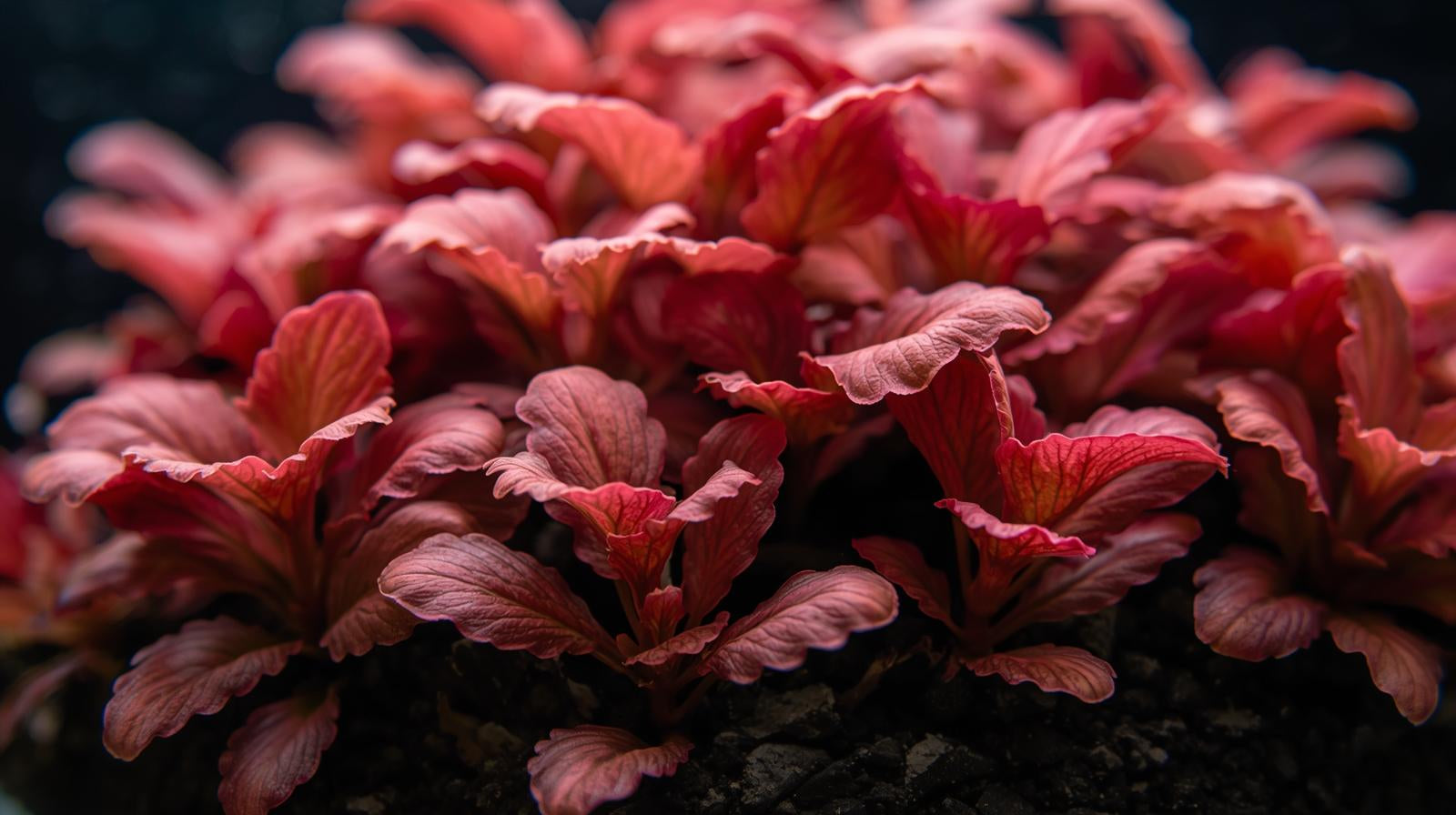 Cryptocoryne Crypt Flamingo – The Aquatic Plant House