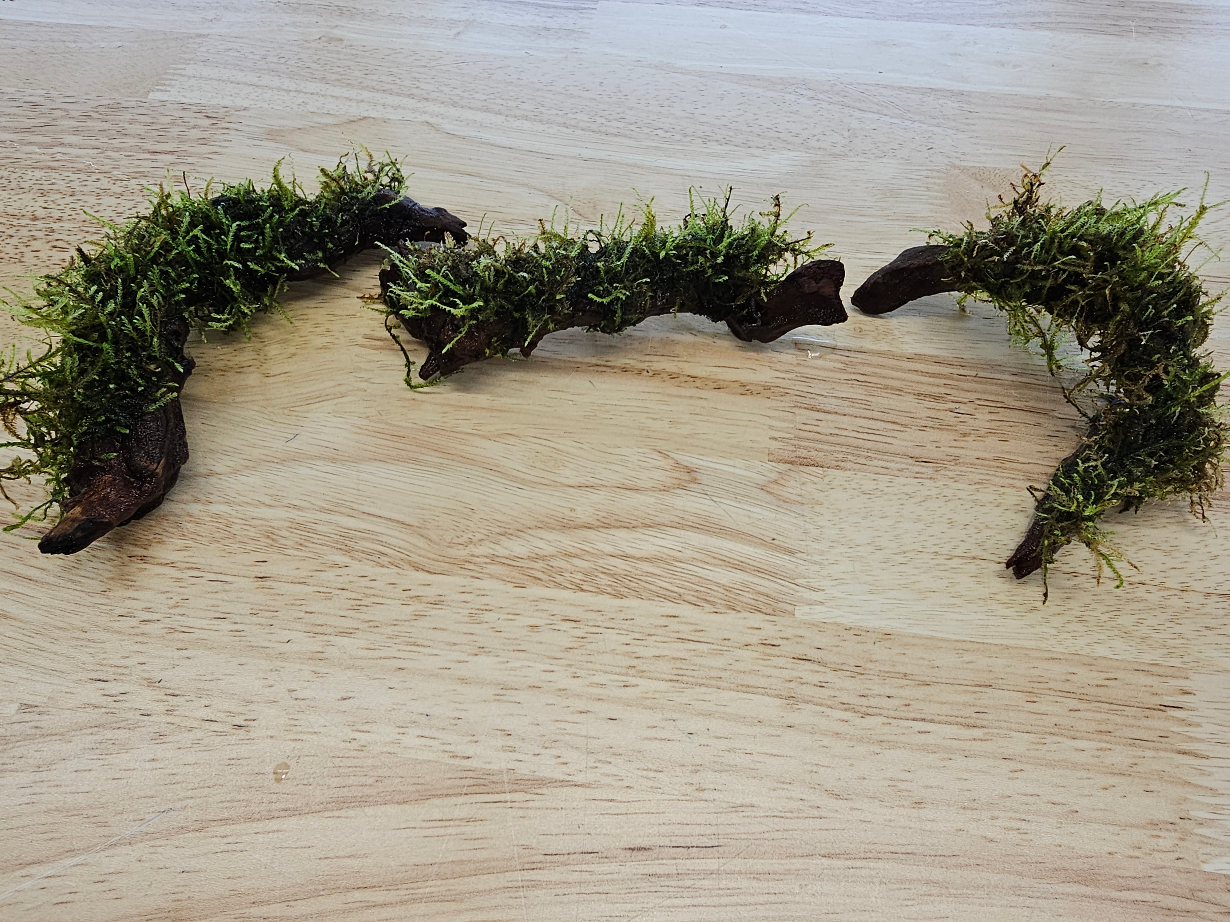 Moss On DriftWood