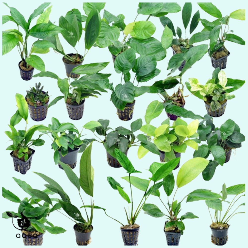 Beginner Aquatic Plants Bundle 30 Plant Pack
