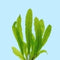 The Aquatic Plant House