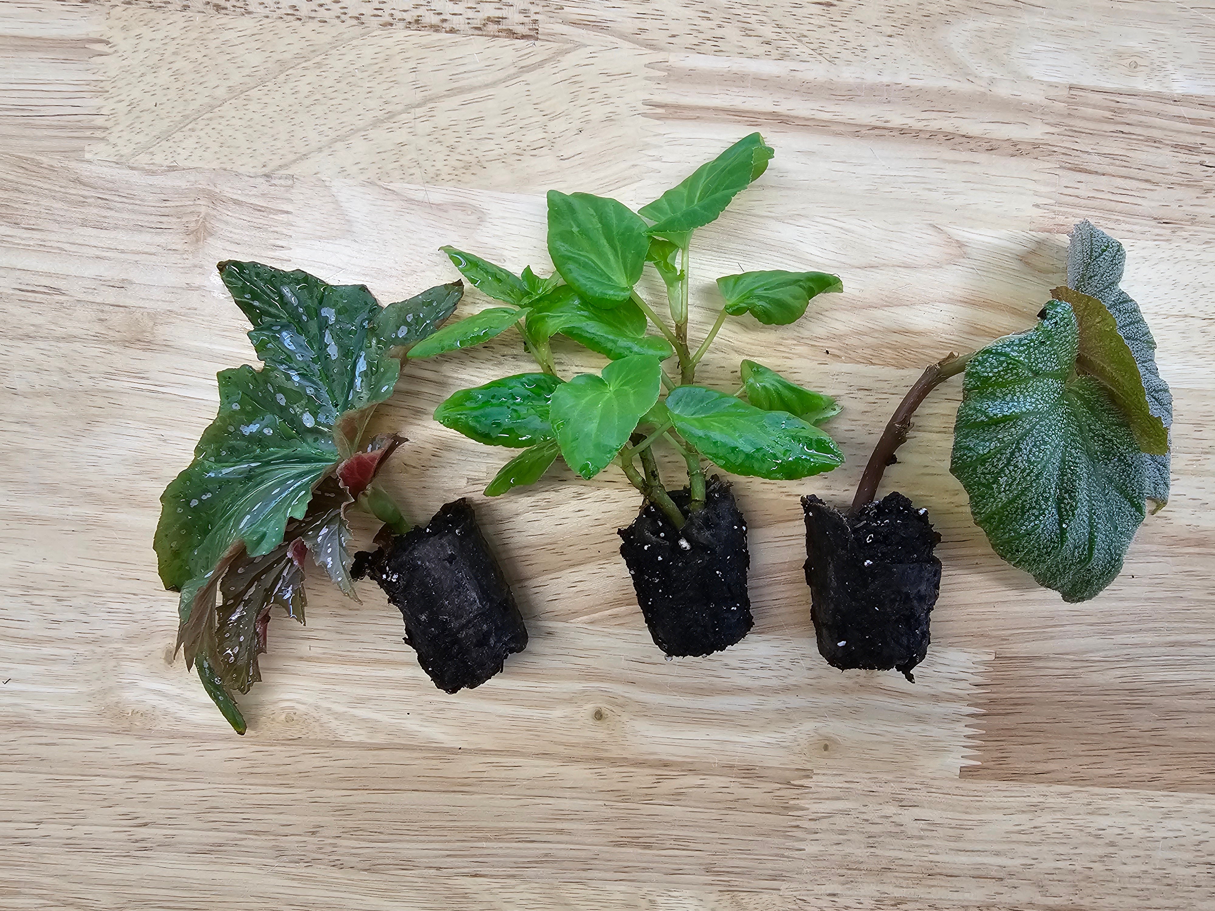 Angel Wing Begonia Assorted Starter Plant Bundle