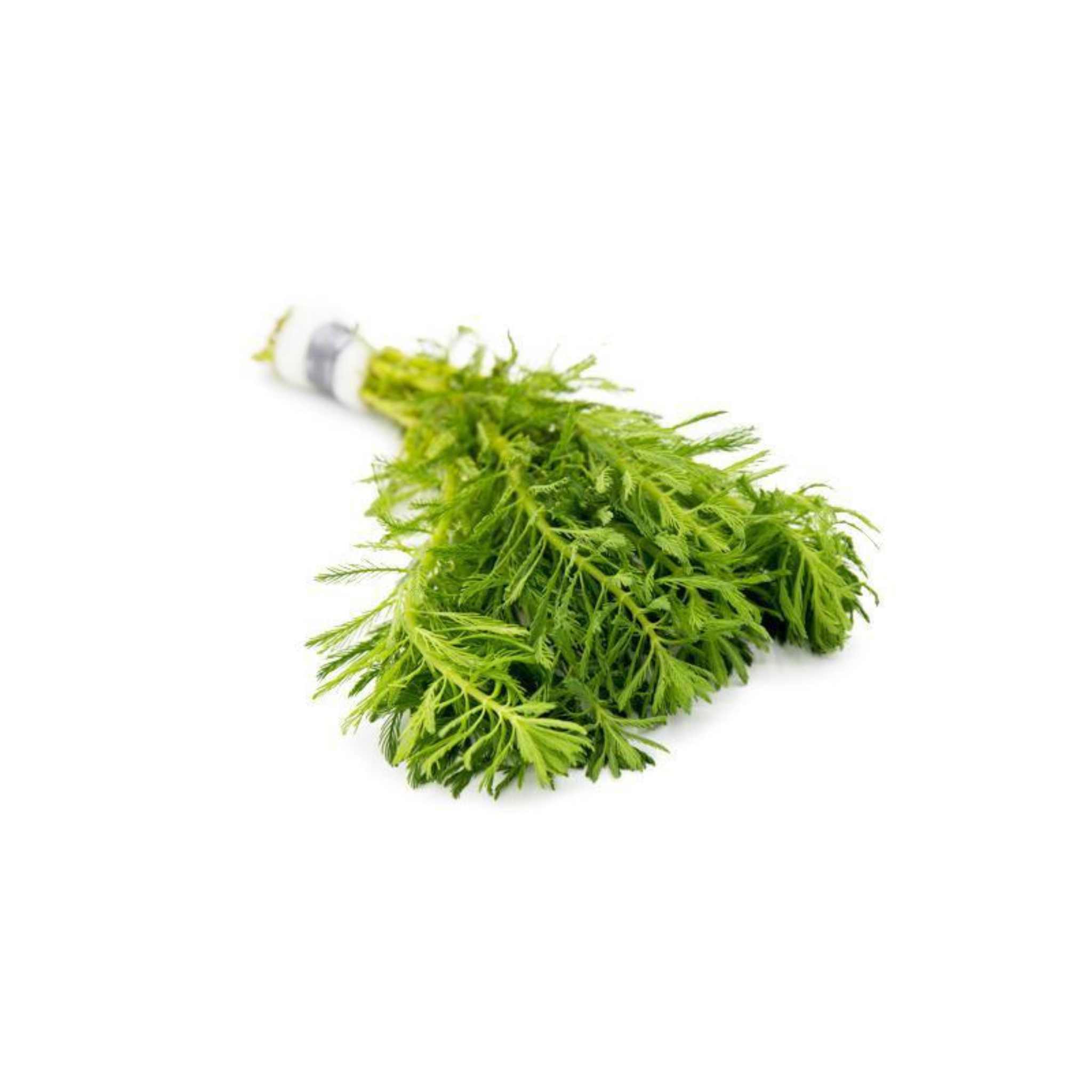 Parrot's Feather Myriophyllum Aquaticum