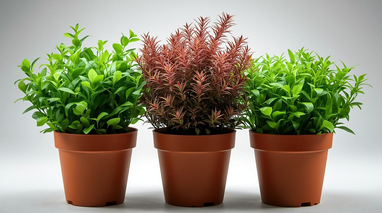 Aquarium Foreground Plant Bundle – 3 Pots