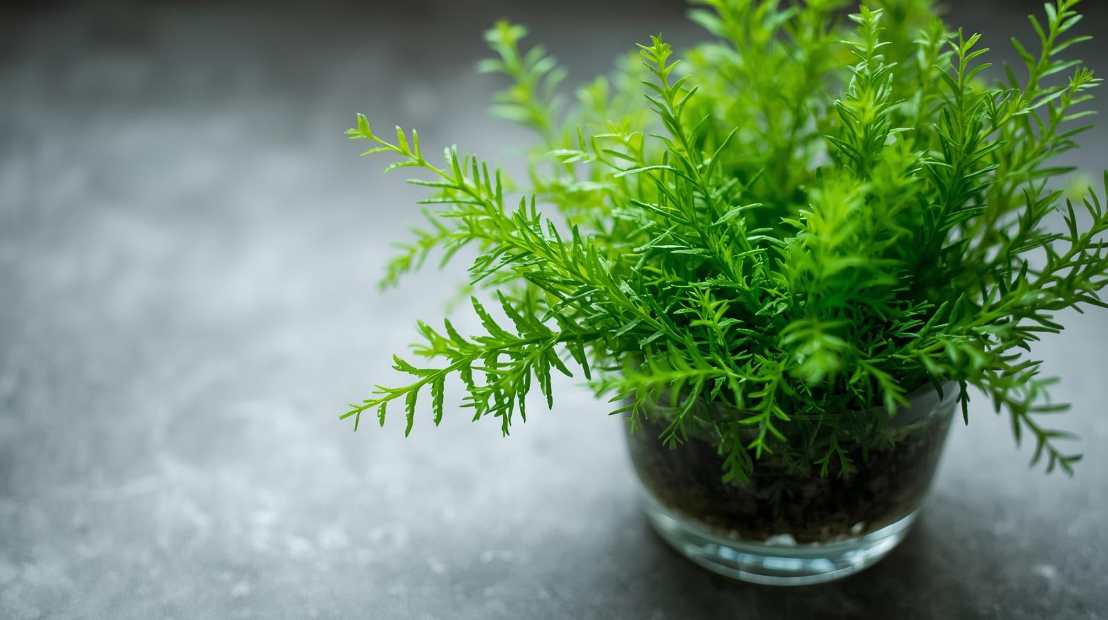 Anacharis Egeria Densa