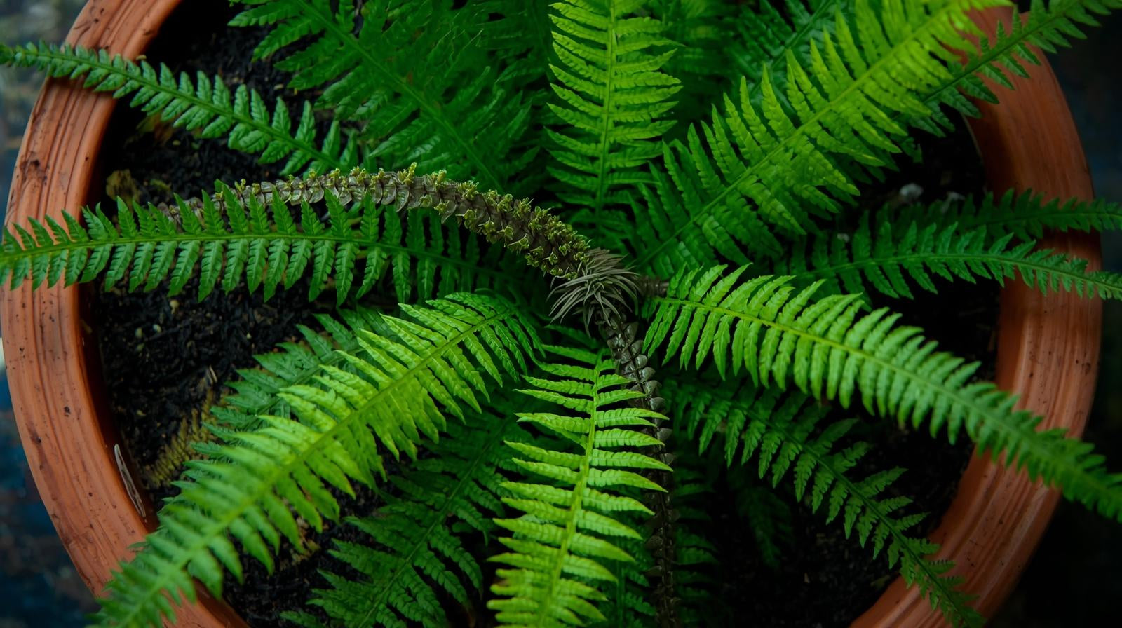 Java Fern Microsorum