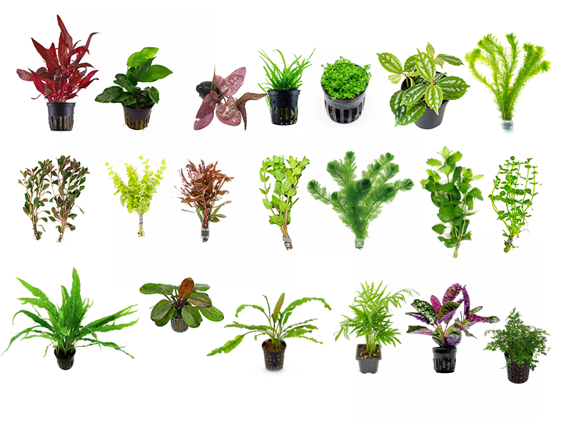 Beginner Aquatic Plants Bundle 30 Plant Pack