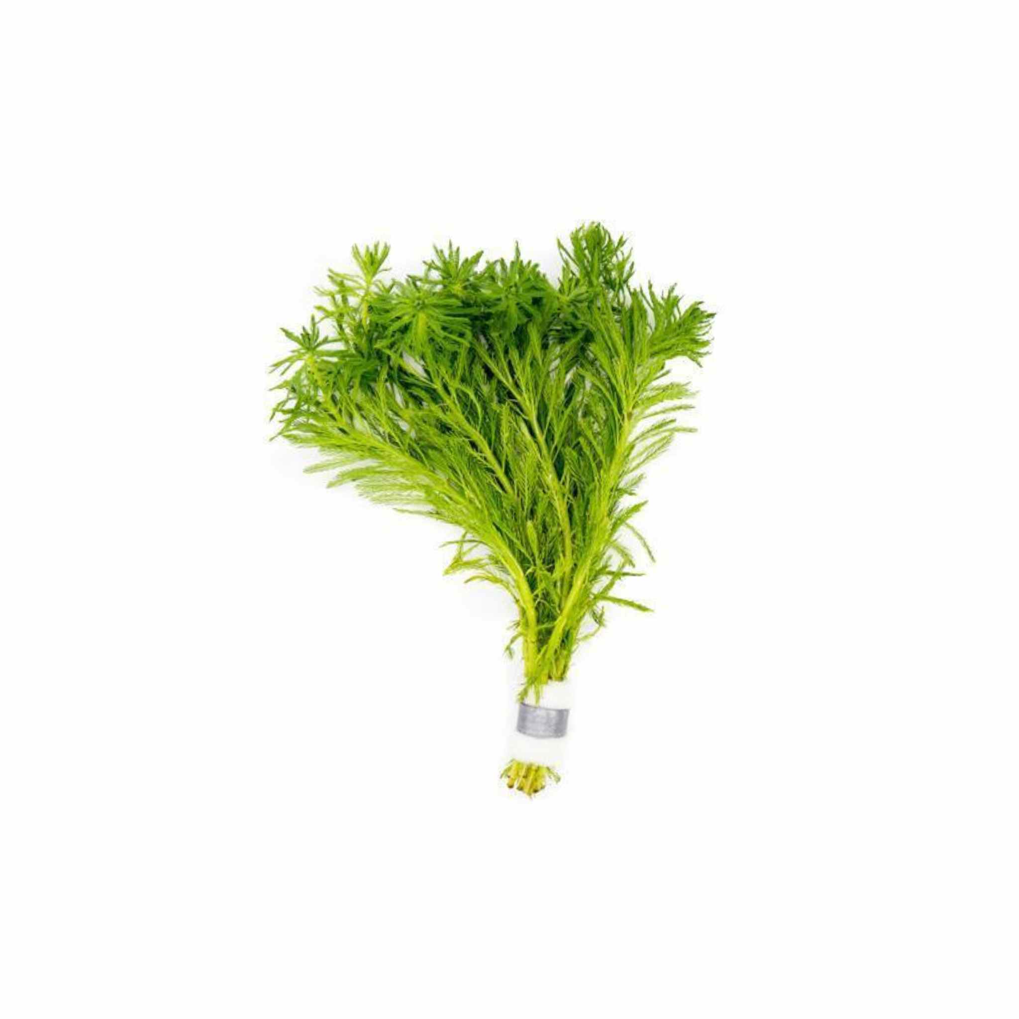 Parrot's Feather Myriophyllum Aquaticum