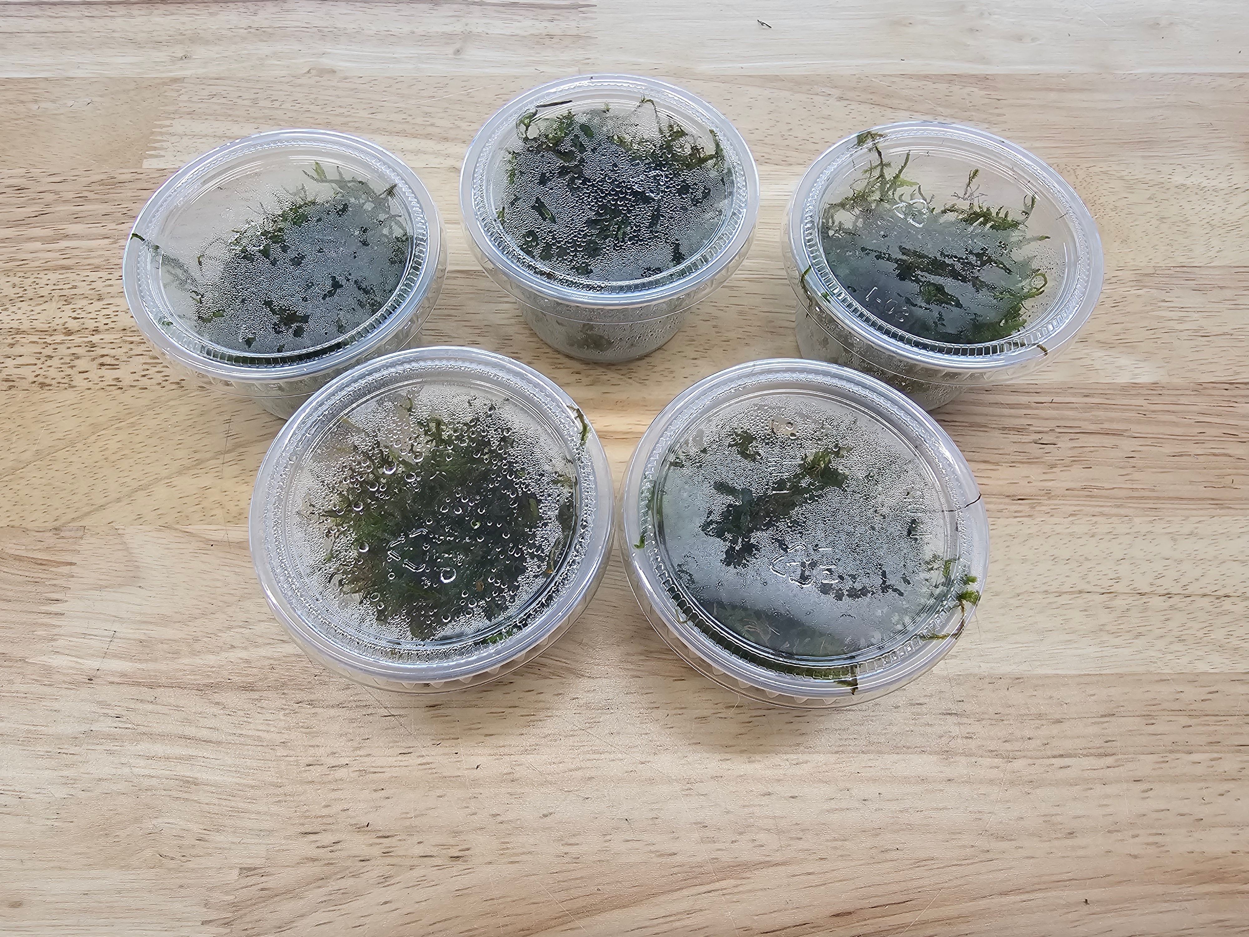 5 Java Moss Portions Taxiphyllum Barbieri