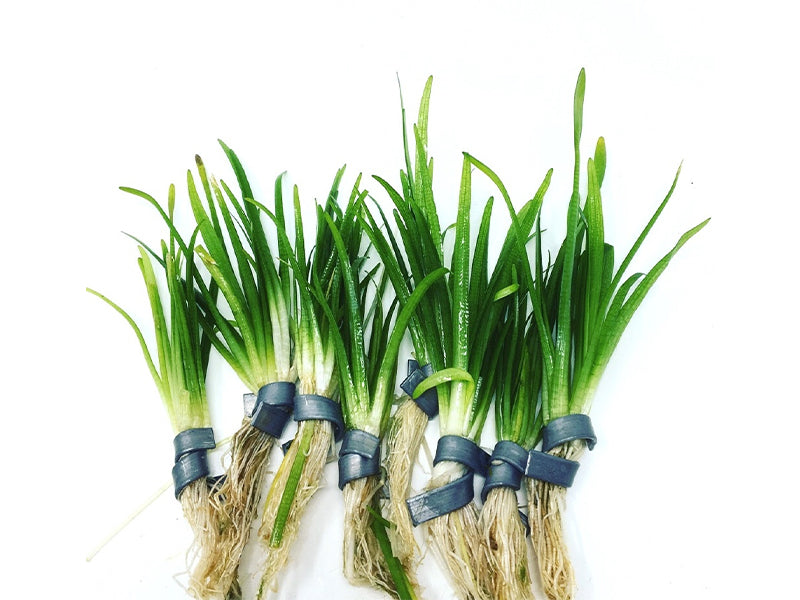 Dwarf Sagittaria Subulata