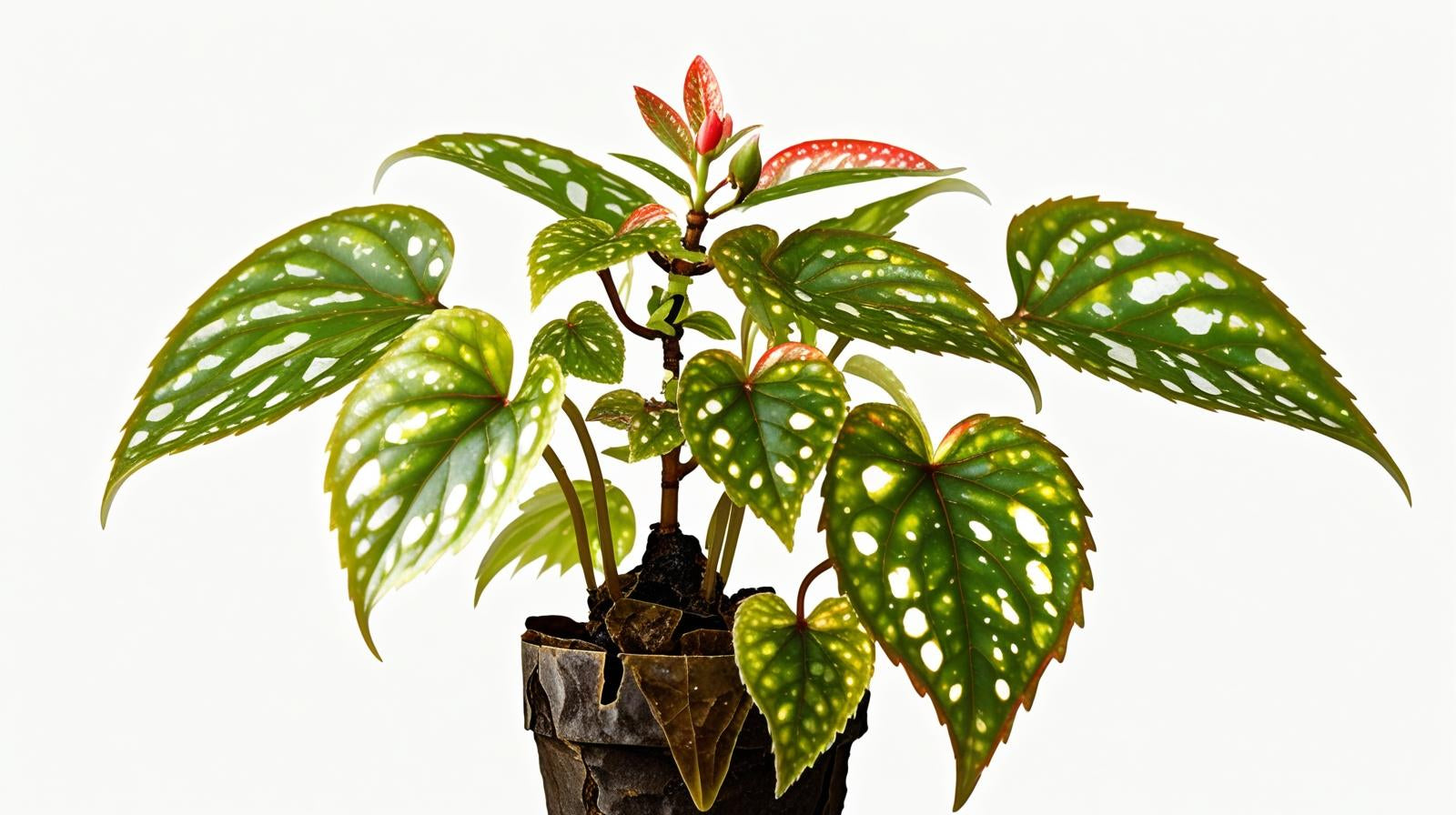 Angel Wing Begonia Medora Rooted Starter Plant