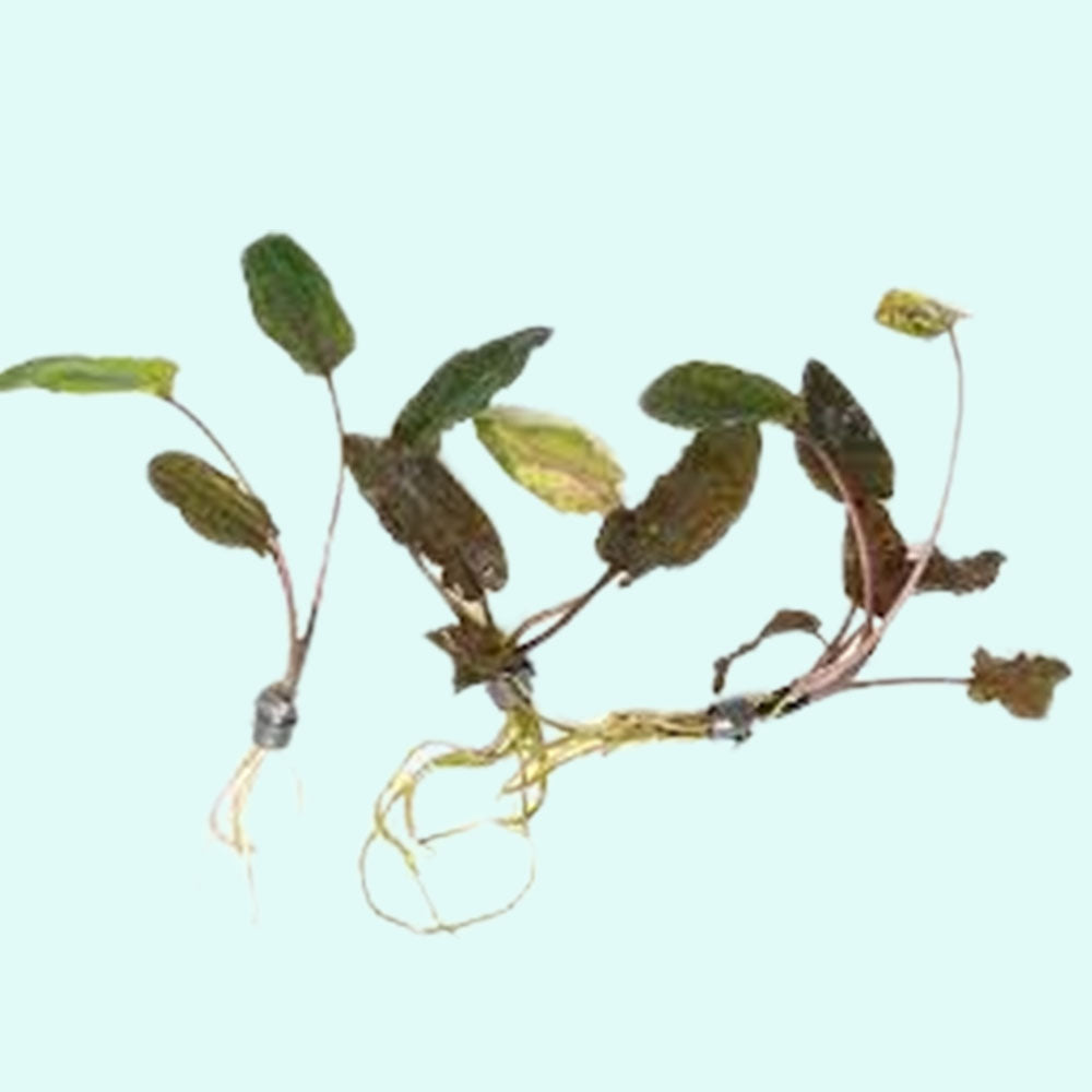 Cryptocoryne Wendtii Brown