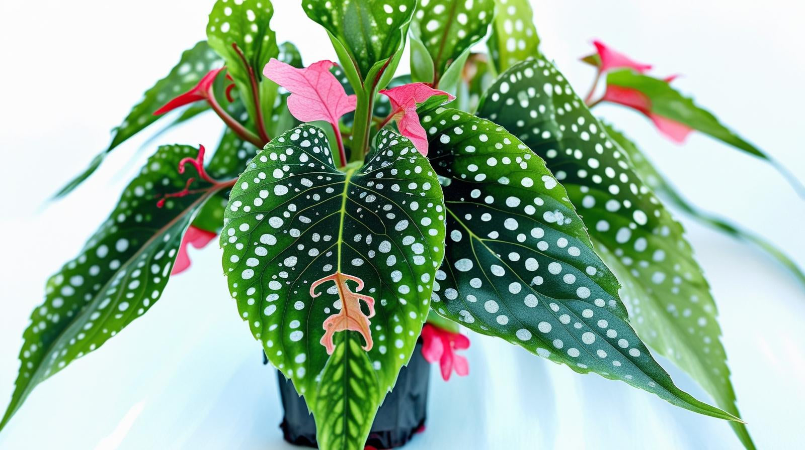 Angel Wing Begonia My Special Angel