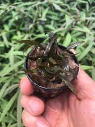 Cryptocoryne Crypt (Undulata)