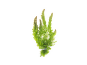 3 Pack Hornwort Bundle