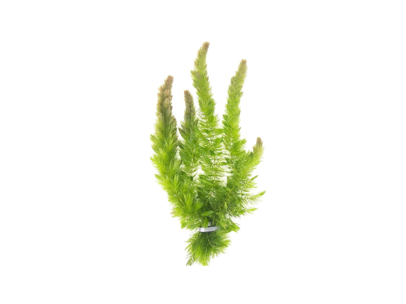 3 Pack Hornwort Bundle