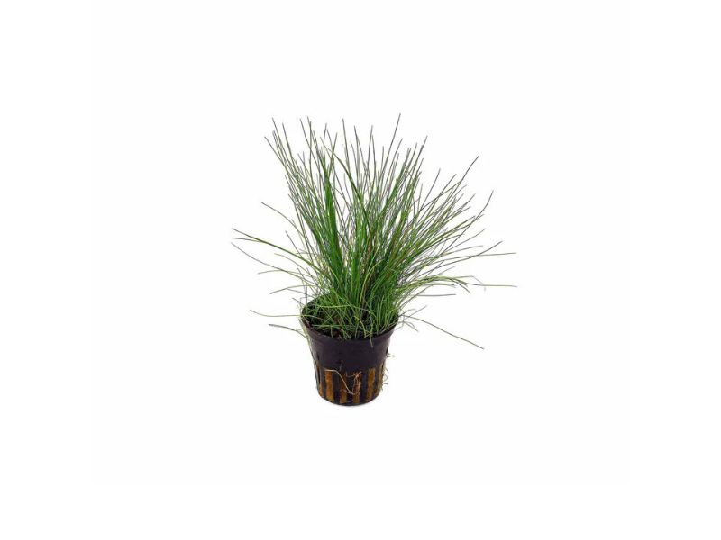 Dwarf Hairgrass Eleocharis