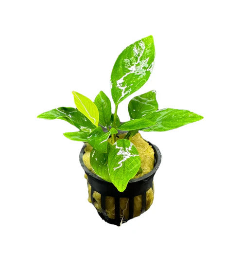Anubias Nangi