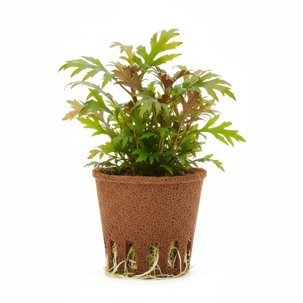 Hygrophila Pinnatifida