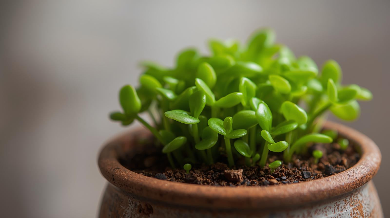 Anubias Barteri Mini Coin Leaf