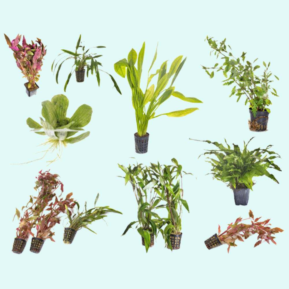 Beginner Aquatic Plants Bundle 30 Plant Pack