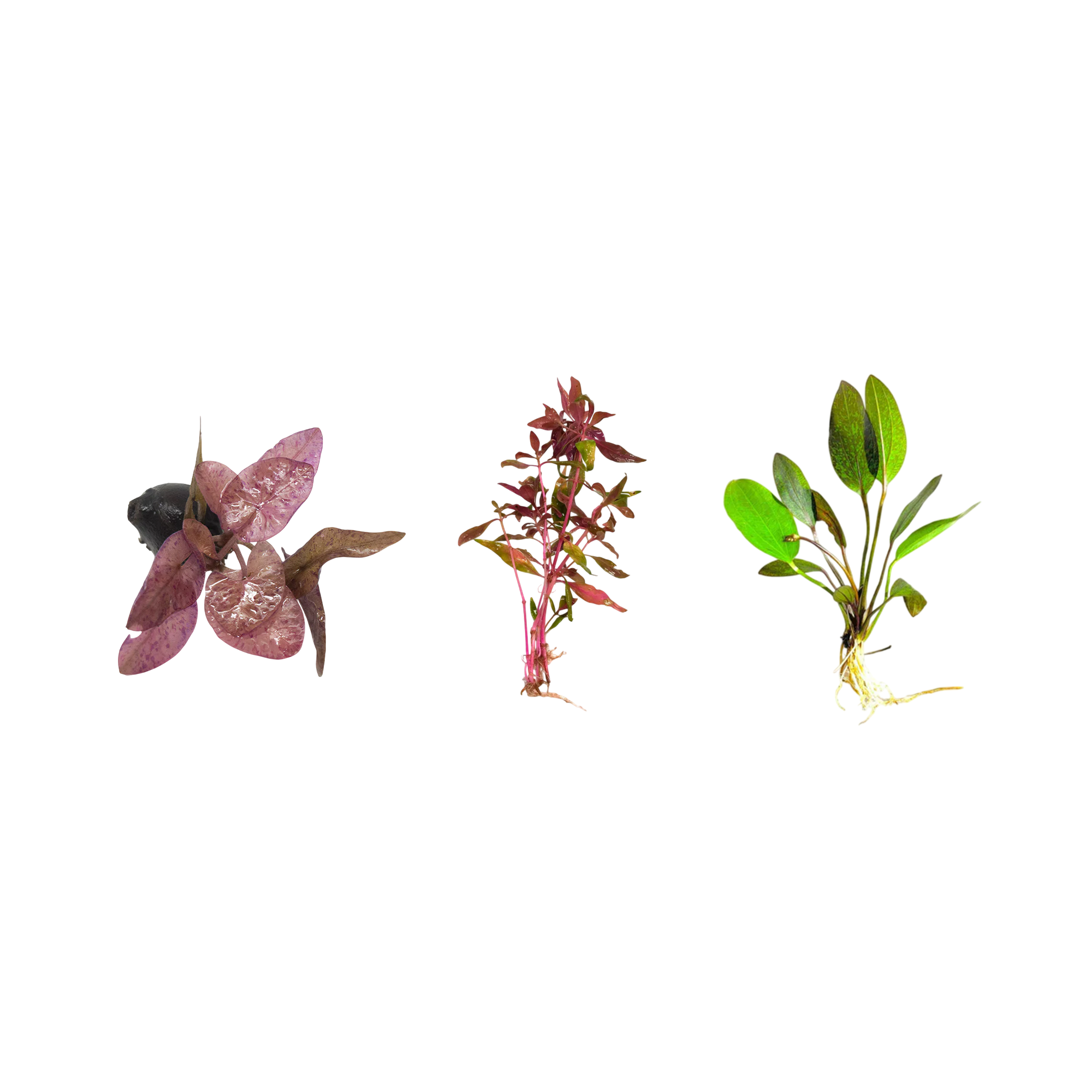 Red Flame Sword, Alternanthera Reineckii & Red Tiger Lotus Bundle