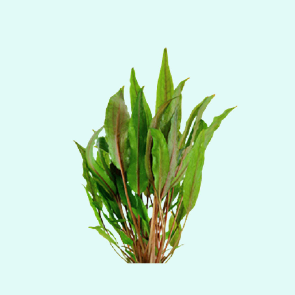 Cryptocoryne Crypt (Undulata)