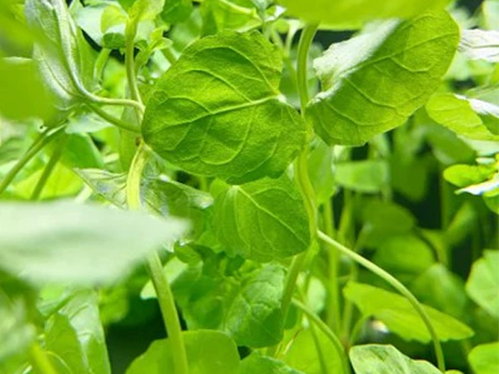 Mint Charlie (Micromeria Brownei)