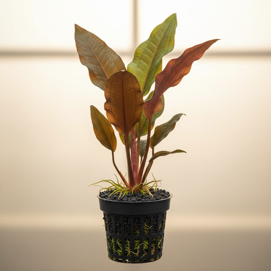 Indian Red Amazon Sword (Echinodorous)