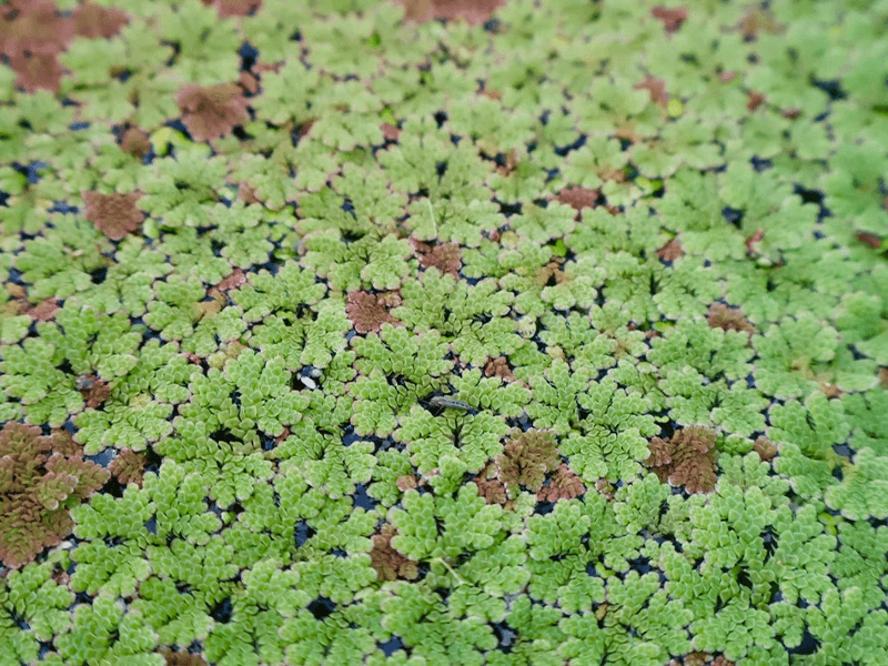 Azolla Filiculoides "Fairy Moss"