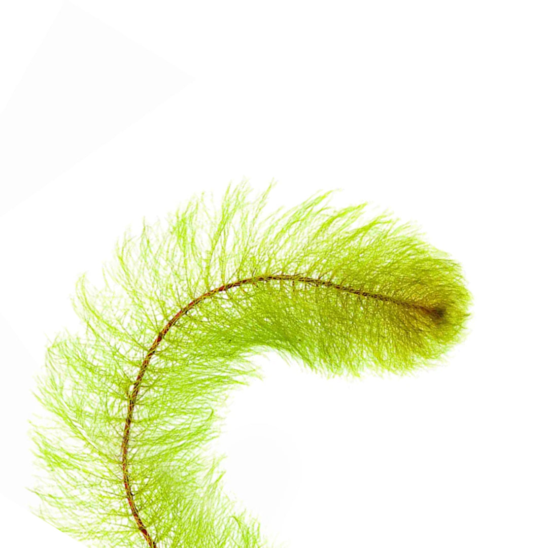 Myriophyllum Heterophyllum Myrio Red
