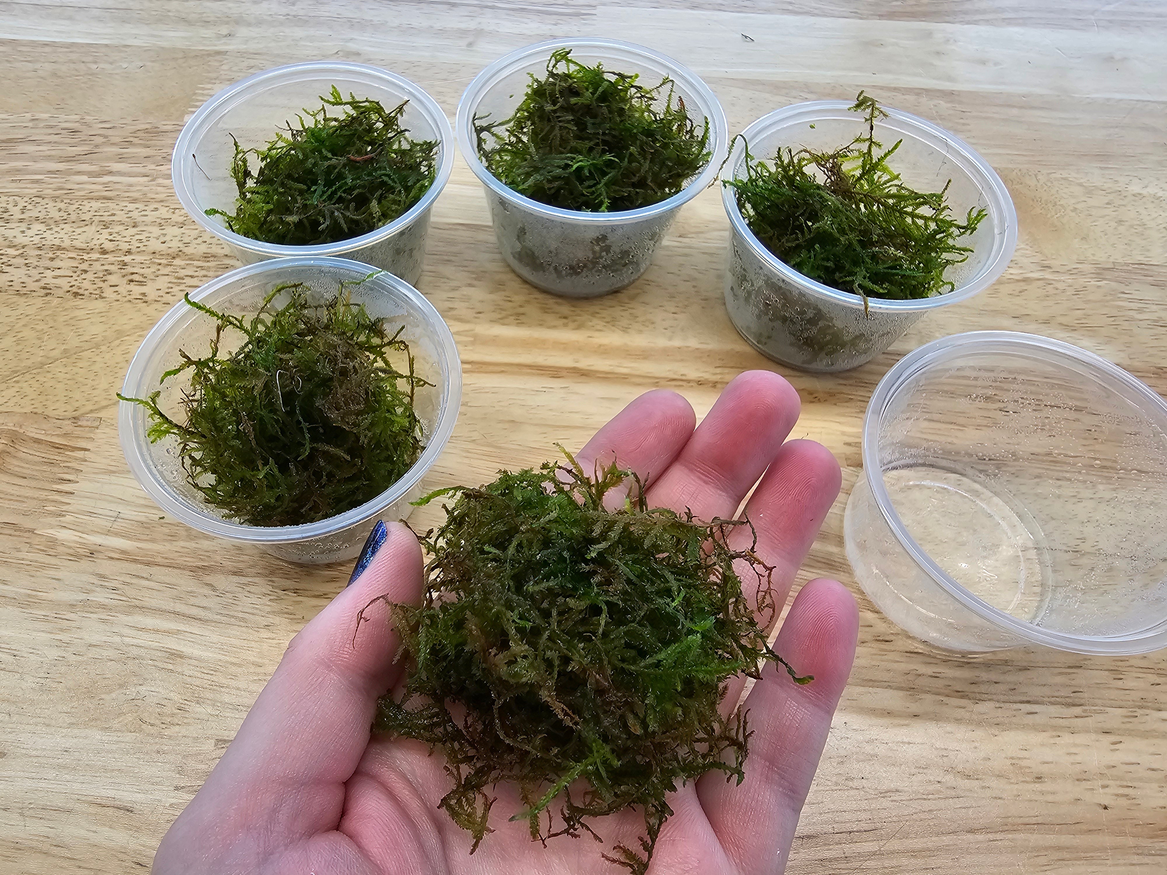 5 Java Moss Portions Taxiphyllum Barbieri