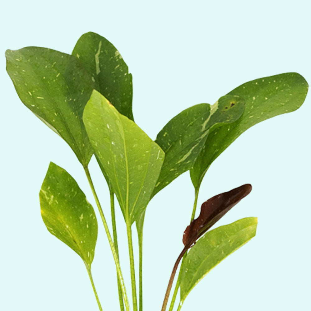 Rose Sparkle Sword (Echinodorus Sparkle)