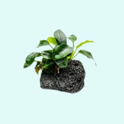 Anubias On Lava Rock