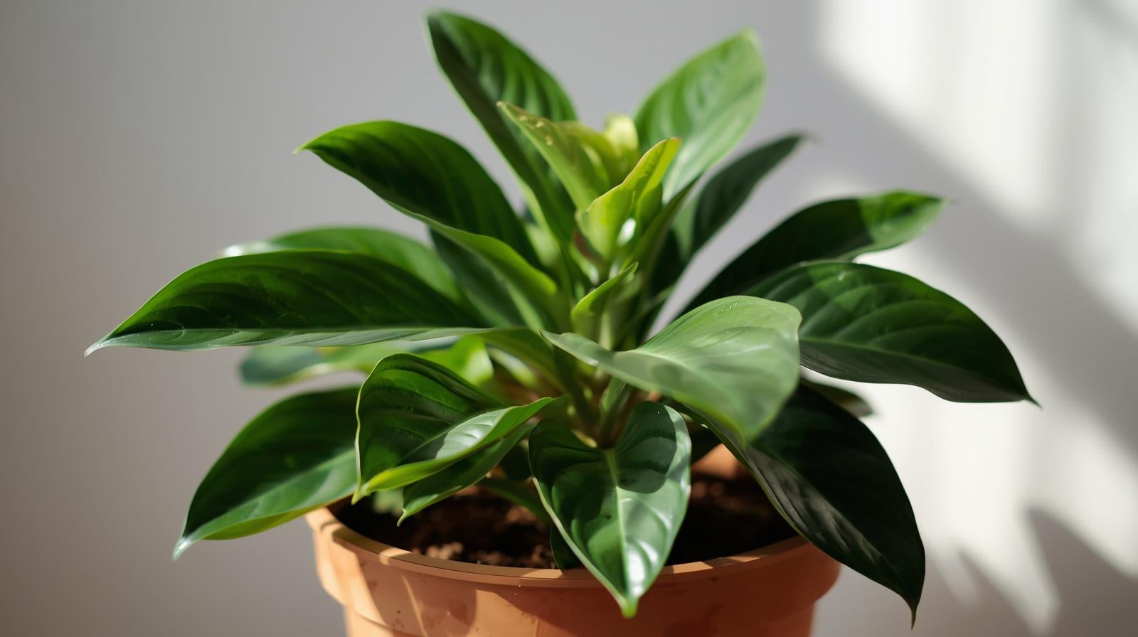 Anubias Barteri (Coffeefolia)