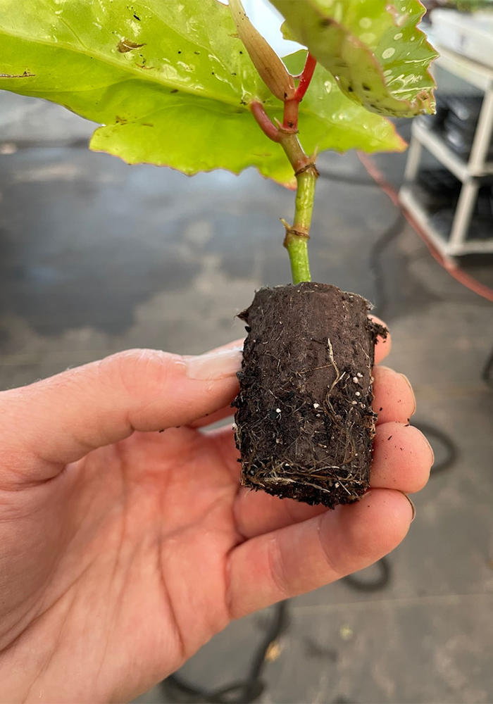 Angel Wing Begonia My Special Angel Rooted Starter Plant