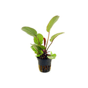 Amazon Sword Echinodorus 'Reni'