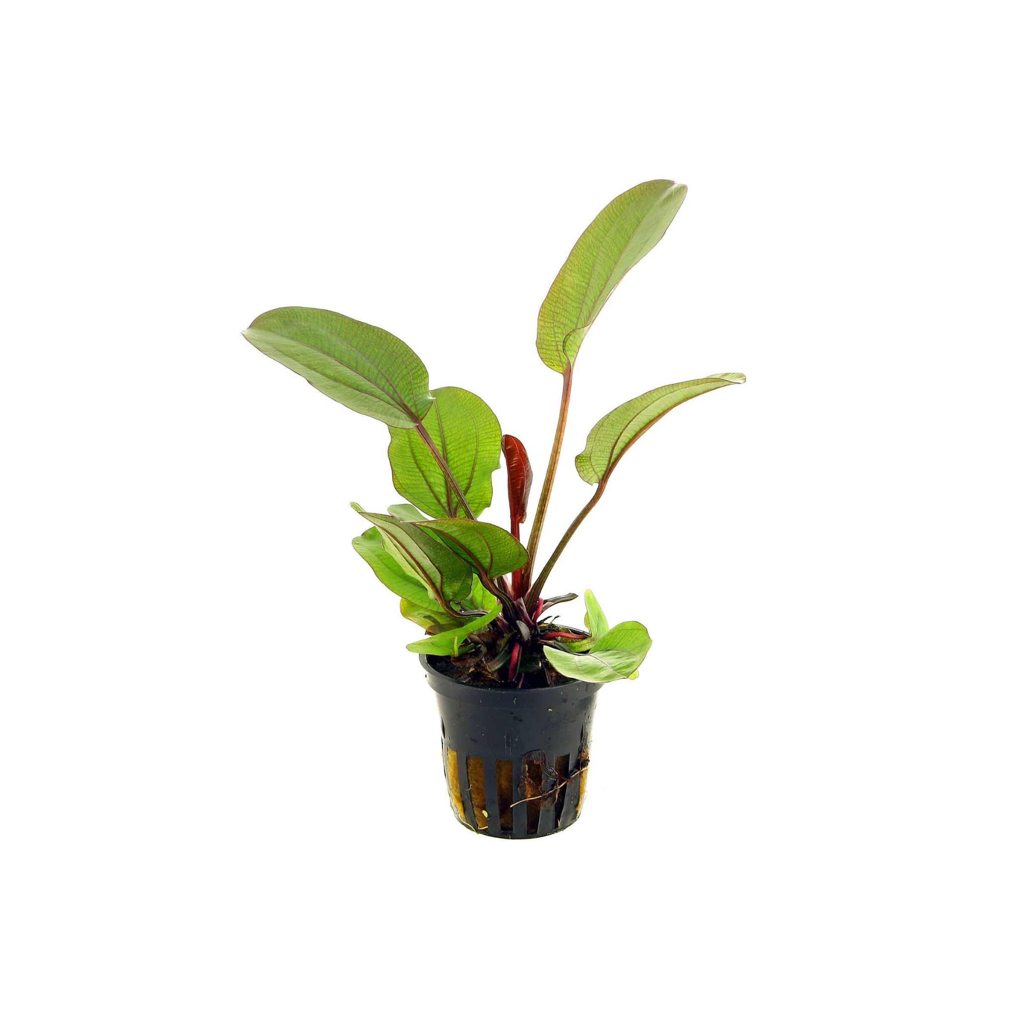 Amazon Sword Echinodorus 'Reni'