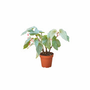 Angel Wing Begonia Frosty