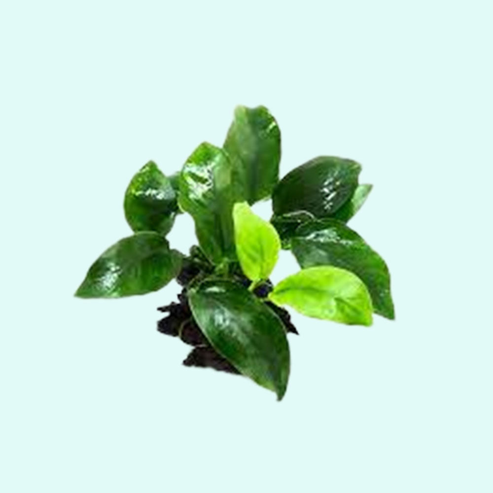 Anubias Barteri (Nana)