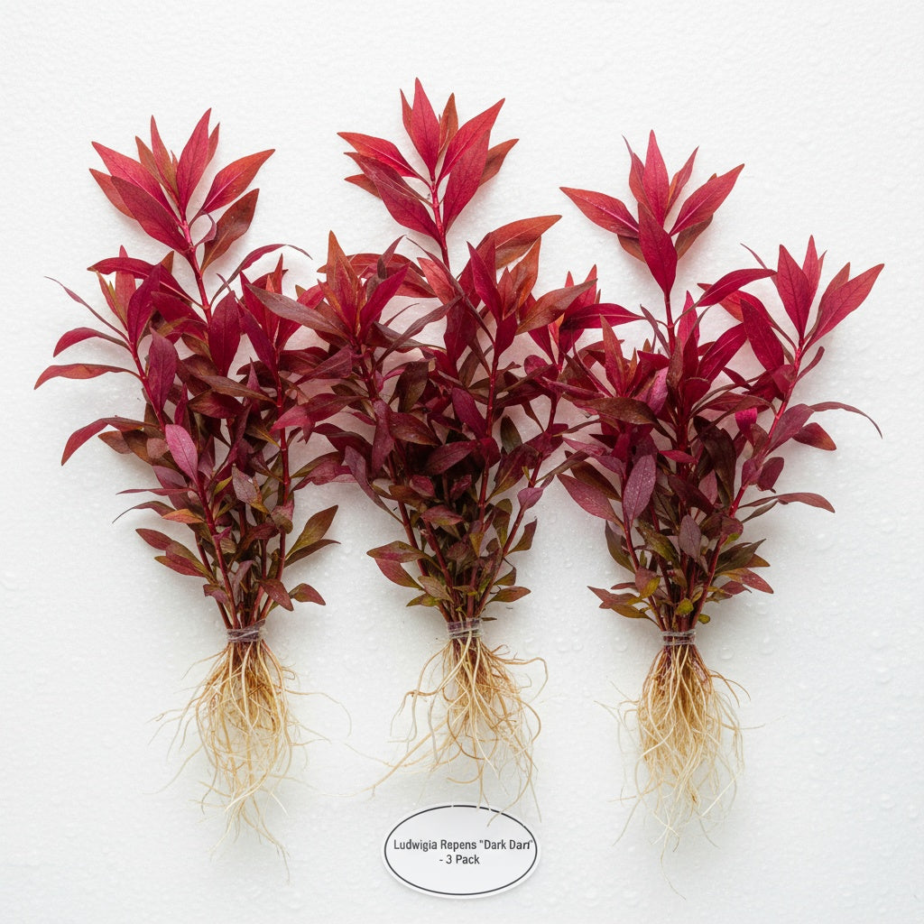 3 Pack Ludwigia Repens Dark Red