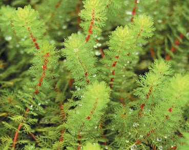 Red Parrot Feather Myriophyllum Brasiliensis