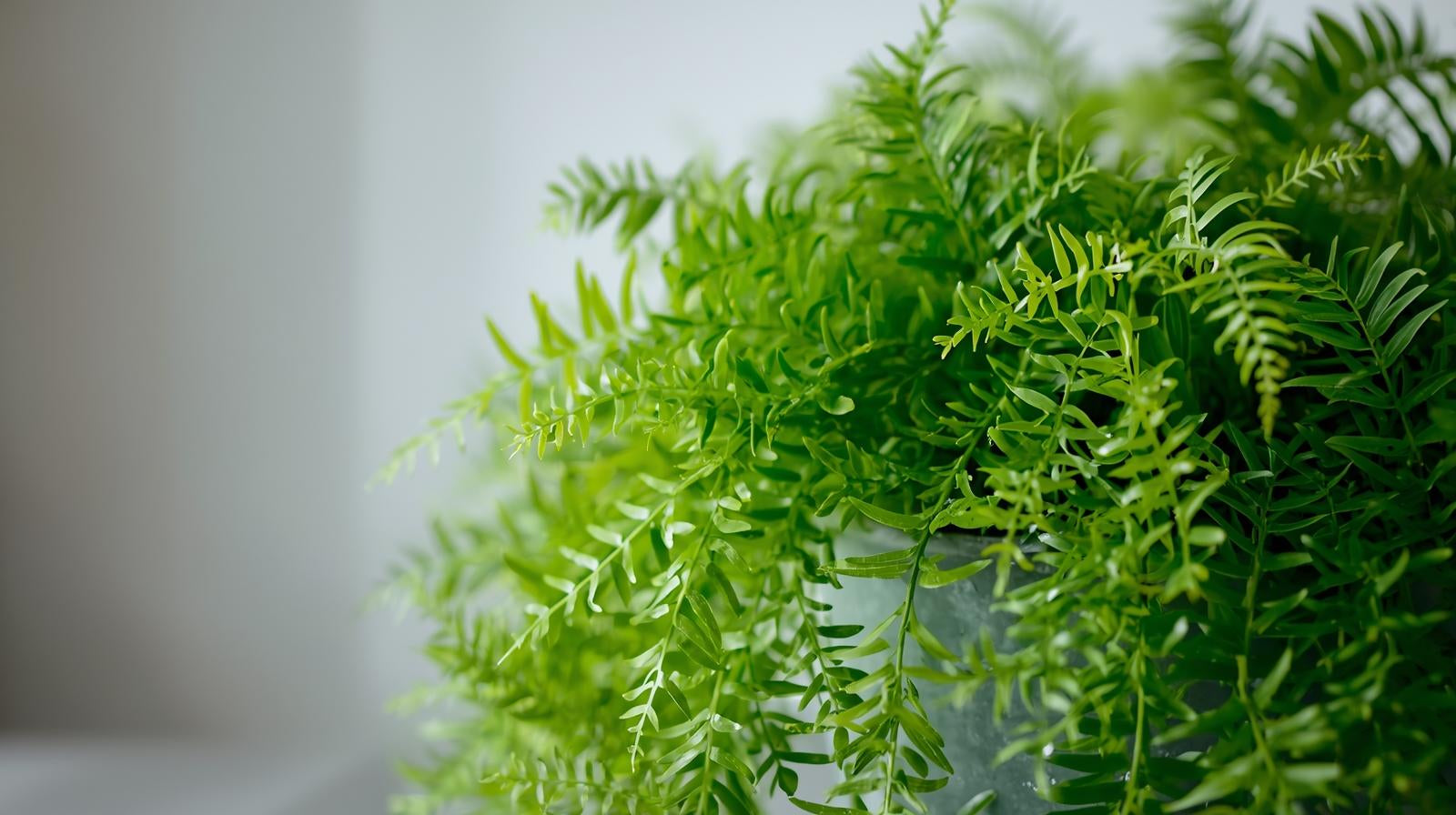 Anacharis Egeria Densa